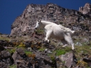 Mountain goat above