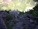 Mountain goat passing by