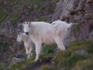 Mountain goats looking down from uphill