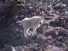Mountain goat at saddle