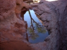 Tree reflected in pond of water