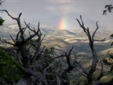 Rainbow towards Pikes Peak through old tree branches