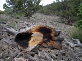 Colorful burned and weathered bristlecone log