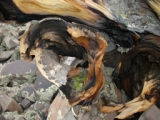 Closeup of gnarled and weather tree roots