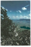 Old photo of fourth oldest tree
