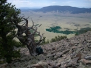 Recreated old photo of fourth oldest tree