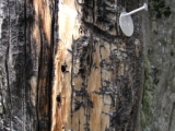 Metal CB-24 tag and bore holes on fourth oldest tree