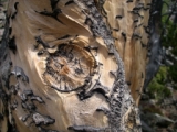 Ancient weathered wood on fourth oldest tree