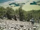 Oldest tree, image from camera I found