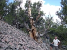 People in front of oldest tree