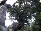 Living branch on oldest tree