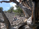 Poet at work beyond oldest tree