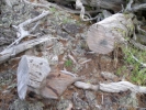 Cut portion of old log