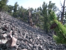 Oldest tree beyond pinecone