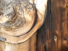 Oldest tree closeup, with burr hole