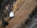 CB-1 tag