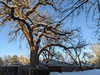 late sun on cottonwood tree