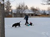 dog pulling sled